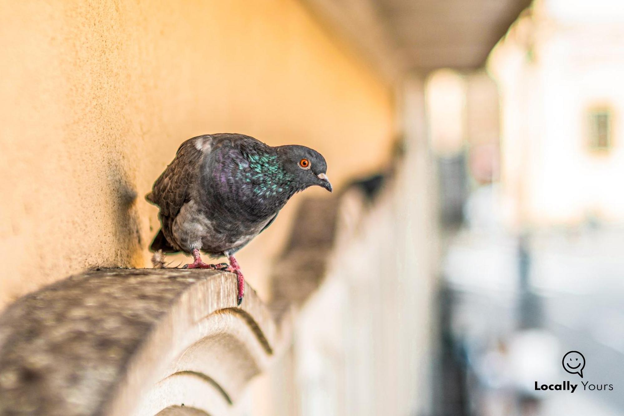 Locally Yours Oporto Apartments エクステリア 写真